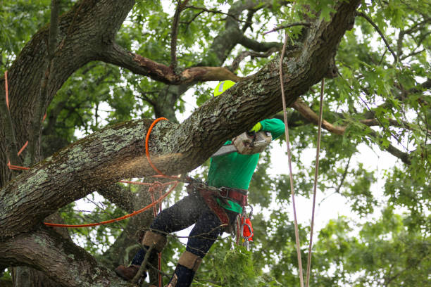  Highwood, IL Tree Services Pros