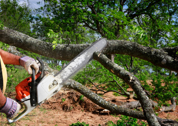 Best Tree Trimming and Pruning  in Highwood, IL